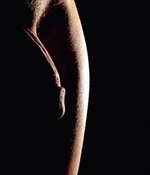 Hot Cocks Boys Gay Tube Porn 5e7d303d58cf3.jpg