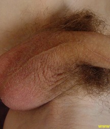 Seba 56b0da7389715.jpg