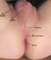 Oufti-Slogans 5a7e066820bd0.jpg