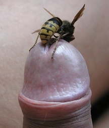 Oufti-Bites 5c8033380e277.jpg