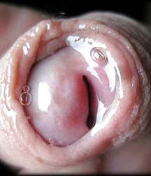 Oufti-Sperm&Precum 5d0a8f705bf2a.jpg