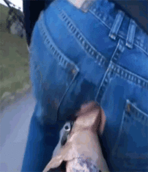 toy gifs 5a0c12cd39fc3.gif