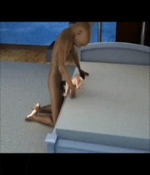 macrophilia 5a55ee3158a29.gif