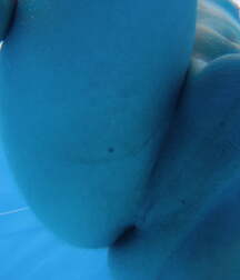 boys porn around the pool 602e085e72ded.jpg