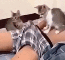 Boys, Guys  59f5eae3a5eb8.gif