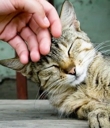 Boys and cats. 5cb68958bf469.jpg