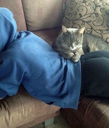 Boys and cats. 5cb6895c5ad1c.jpg