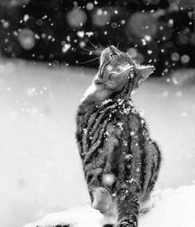 Boys and cats. 5cb6896fd5b59.jpg