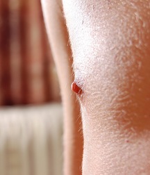 Bryan shaved cock hairy legs 599bf9c05a743.jpg