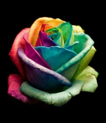 Colours Of The Twinks - Funny Boys Crazy Colour Show 62cf2b82d30f0.jpg