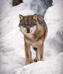 Uploaded by:chumps2 57bf358d2a72a.jpg