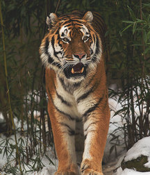 Uploaded by:chumps2 57bf358f41822.jpg