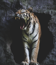 Uploaded by:chumps2 57bf35f8f13dd.png