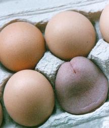Food 2 5b1972572eaa3.jpg