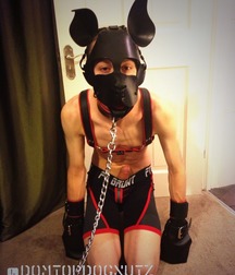 Puppies 1 5b1a9d36eb158.jpg