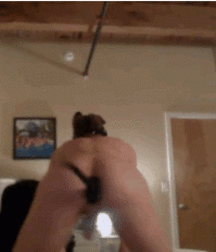 Puppies 2 5b1a9e14e20a1.gif