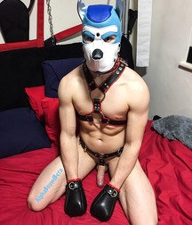 Puppies 3 5b1a9e9e2651c.jpg