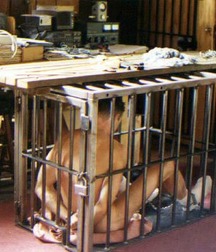 Caged 1 5b1aa56801bcd.jpg