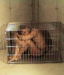 Caged 1 5b1aa56e61db5.jpg