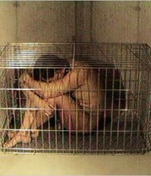 Caged 1 5b1aa56f18332.jpg