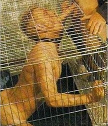 Caged 2