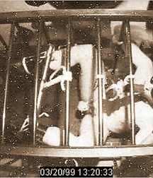 Caged 2 5b1aa60a99a38.jpg