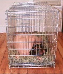 Caged 2 5b1aa6288374b.jpg