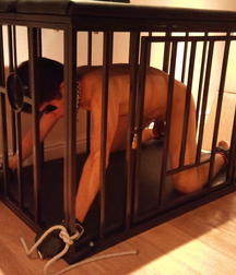 Caged 2 5b1aa643e08a2.jpg