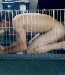 Caged 2 5b1aa64a45c20.jpg