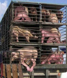 Caged 2 5b1aa66166c82.jpg