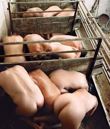 Caged 3 5b1aa69d035fc.jpg