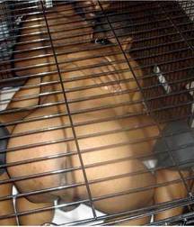 Caged 3 5b1aa6d047c4b.jpg