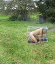 Caged 3 5b1aa6d116537.jpg