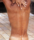 Cheeks 3 5b5a61c906b8e.jpg