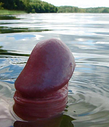 Cocks 5df4192f1a657.jpg