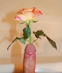 Cocks 5df41935b3c8a.jpg