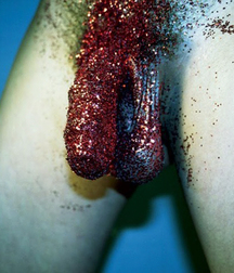Cocks 5df4196a25cdb.jpg