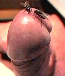 Cocks 5df419833f175.jpg