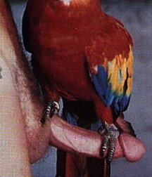 Cocks 5df41988dd24b.jpg