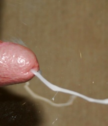 Cocks, cocks and cocks 58d19908dcb7c.jpg