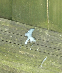 Fishbone 5ad386c4432f2.jpg