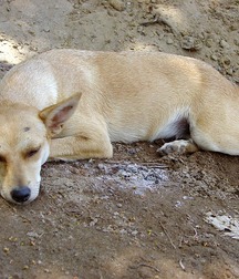 Miko 5b35908daf42e.jpg
