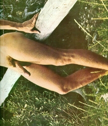 Vintage Fred 5b52a707478a4.jpg