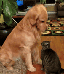 Francesco777 594a7ff86b5e6.gif