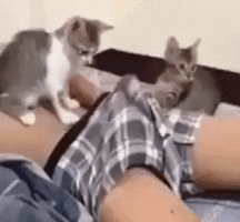 Francesco777 594a80ca1ba0e.gif
