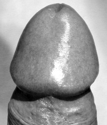 TASTY BOY COCKS B/W 2