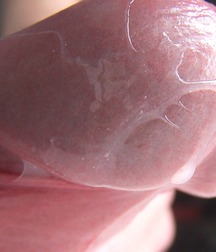Cockalicious (3) 56af1d3ce8428.jpg