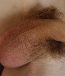 Cockalicious (9) 56efc52677cc7.jpg