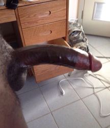 I love big cocks 237 5a723e7fd9325.jpg
