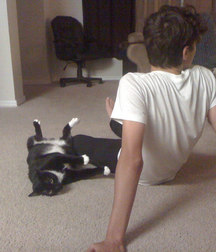Billy's Hot Picks 486 Kittens 57db096a1d993.jpg